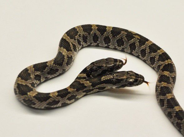 two-headed western ratsnake-2.jpg